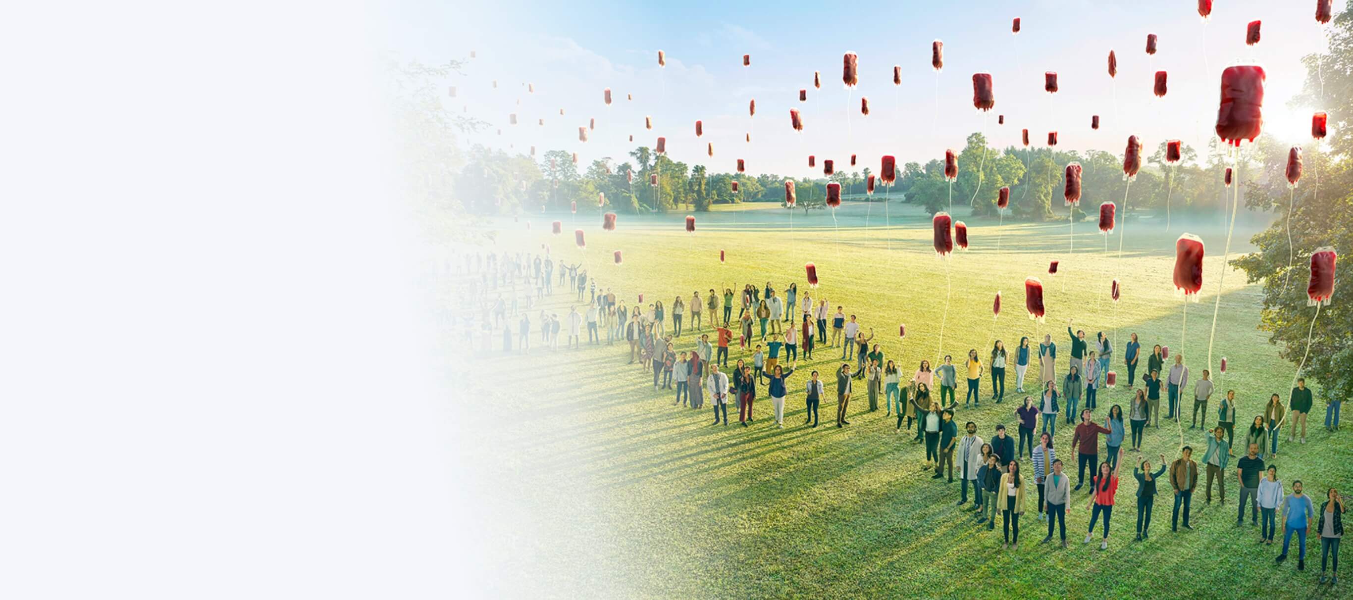 Beta-thalassemia transfusion independence