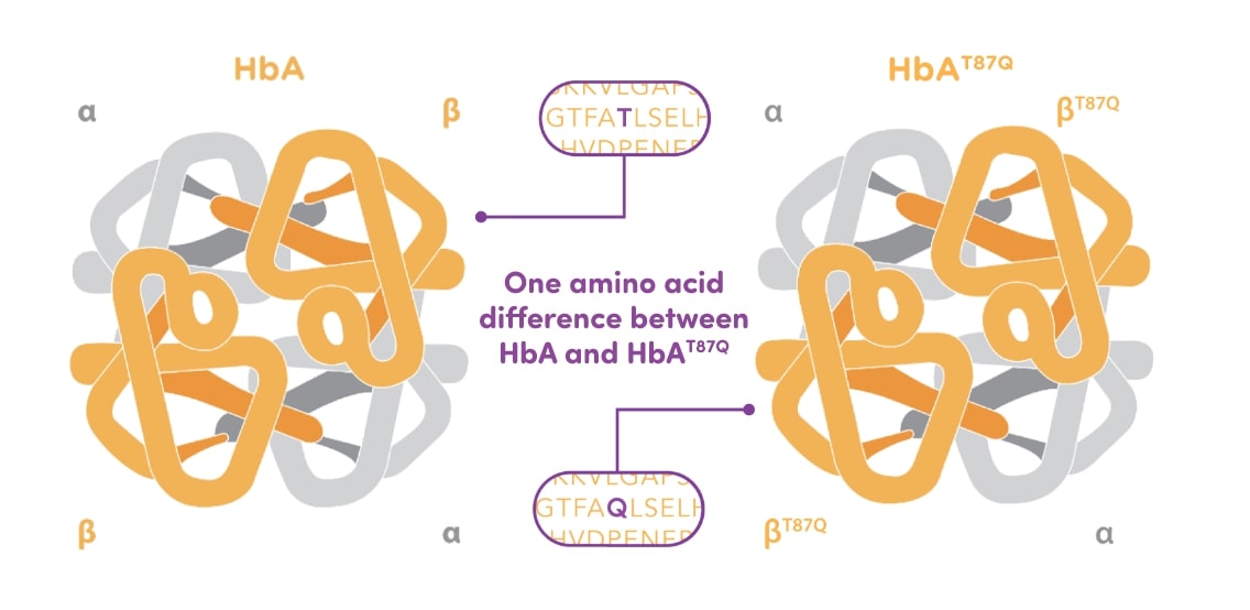 Mechanism Of Action | ZYNTEGLO® (betibeglogene Autotemcel)